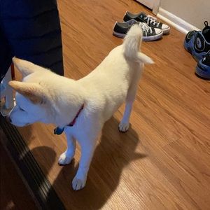 Meet your Posher, Gantugs